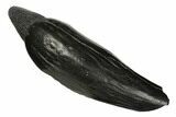 Fossil Sperm Whale (Scaldicetus) Tooth - South Carolina #175999-1